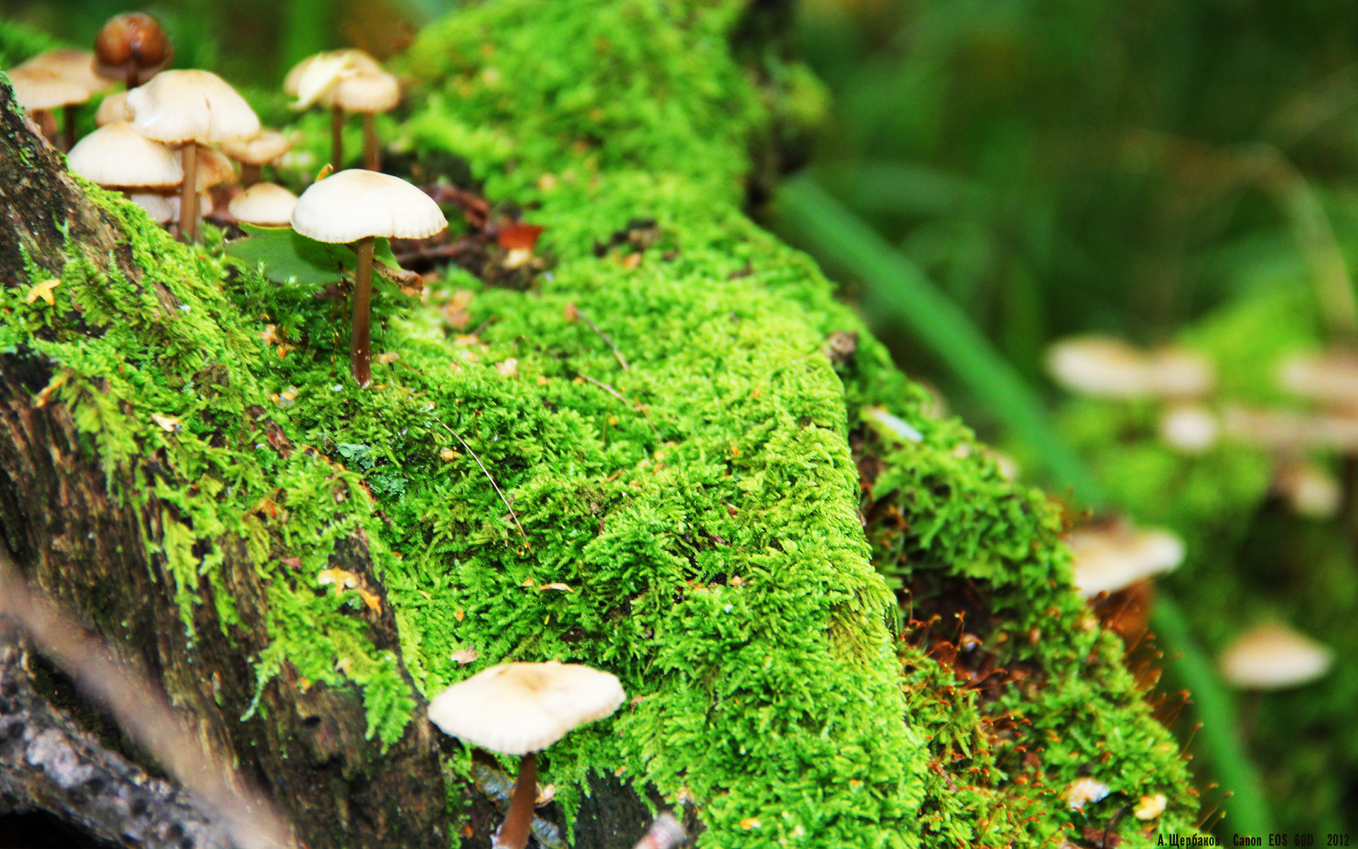 燃烧的蓝白心，当劳塔罗遇见伊比利亚猛兽