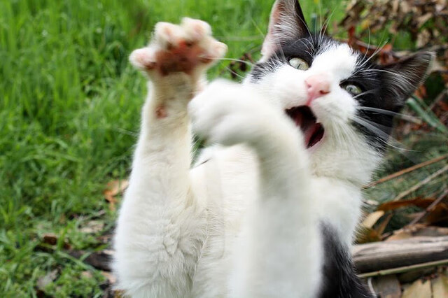 希腊神话再度降临,无名球队在欧冠淘汰赛焦点战中,如何以不可能掀翻曼城巨舰?