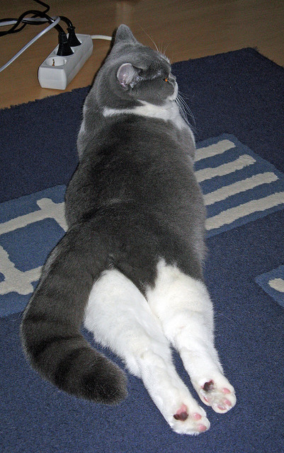 镌刻于雨夜的一粒星辰—记杰伦·格林欧冠生死一瞬定乾坤