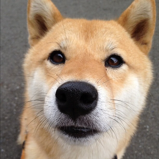 梦幻联动，当拜仁鏖战荷兰，基耶萨在F1街道赛接管比赛