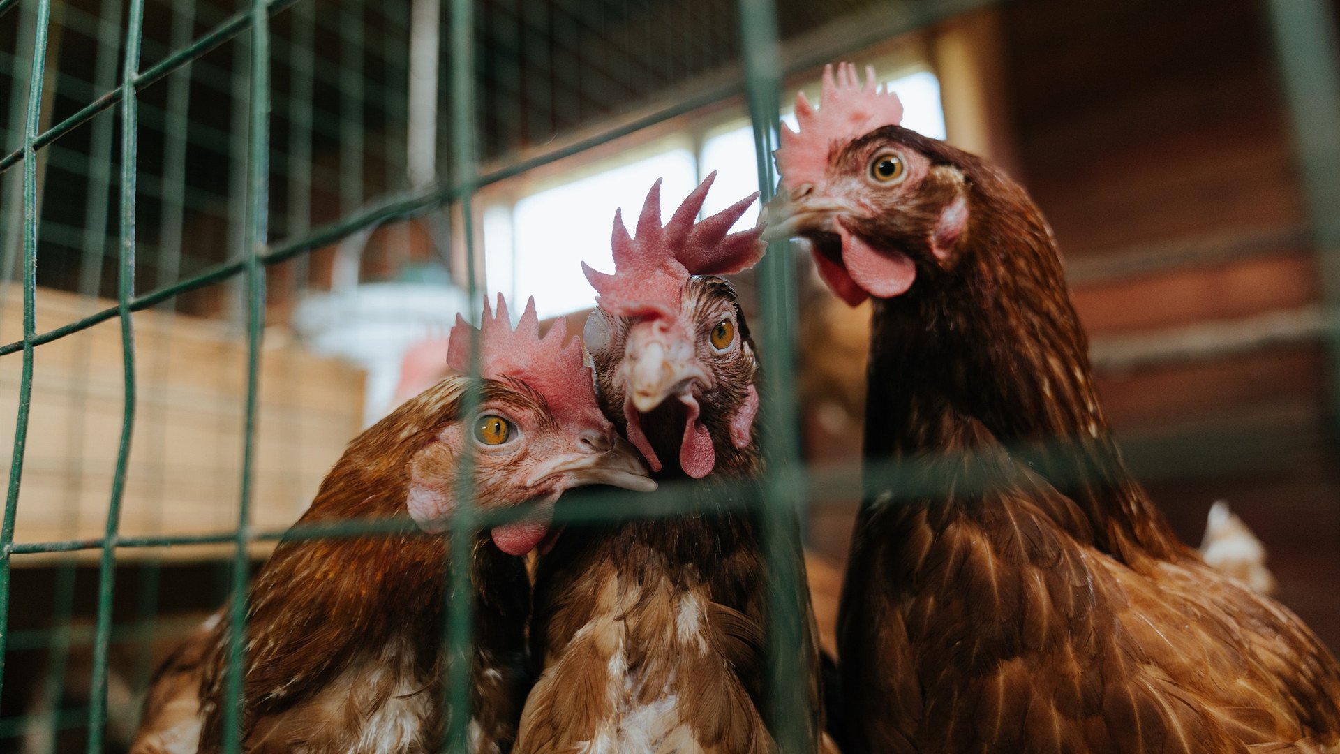 雷火电竞中国-传奇未央，魔笛奏响决胜乐章，莫德里奇的最后一舞与不朽定义