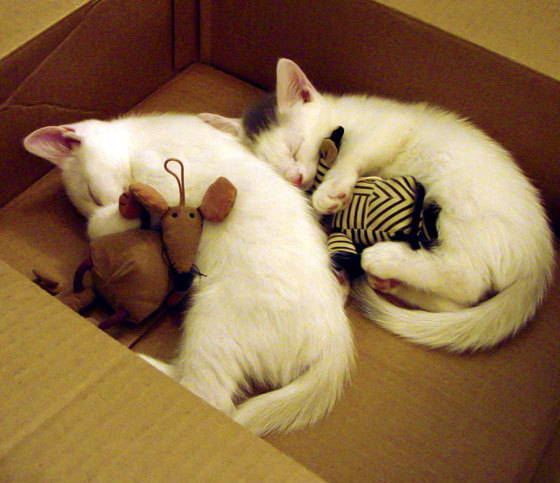 曼城与沙特，一场资本与节奏的欧冠决赛交响曲