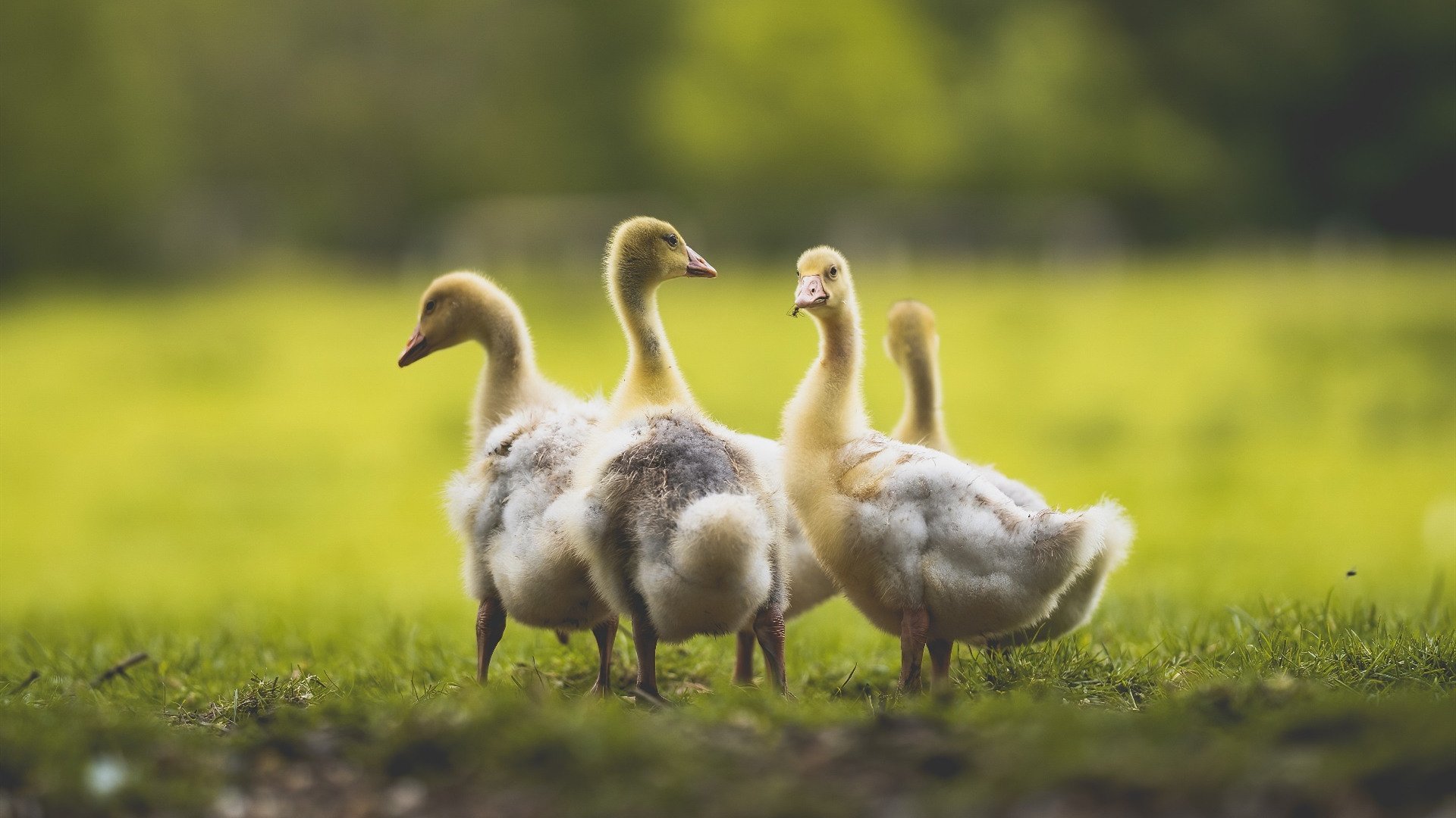 唯一性时刻，佩德里连续得分助亚特兰大险胜拉齐奥
