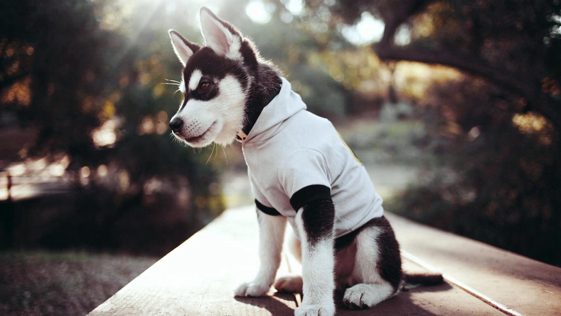 代码与警笛，当森林狼冲垮新疆队，拉梅洛在F1街道赛接管比赛