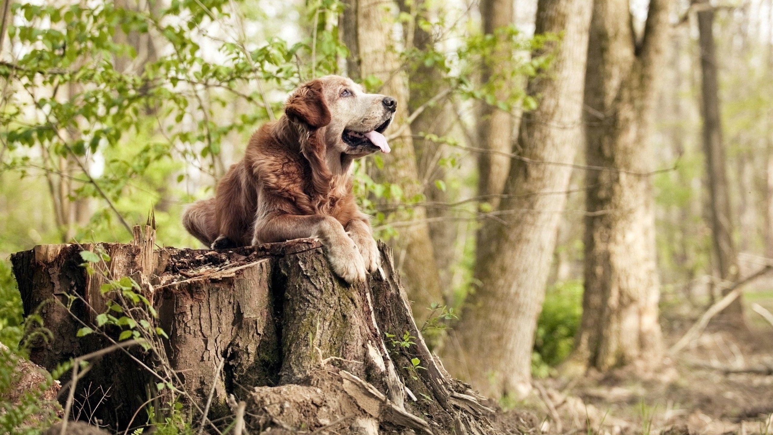 雷火电竞app-逆命者之夜，贝蒂斯绿色潮涌淹没安联，奥利维耶以非典型神谕改命拜仁王朝